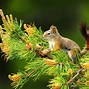 Image result for Free Desktop Wallpaper Animals in the Forest