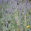 Image result for Lavandula intermedia grappenhall