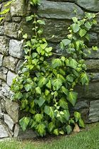 Image result for Hedera colch. Sulphur Heart