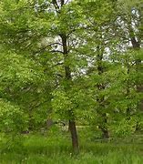 Image result for Green Ash Wood