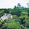 Image result for Tikal Echidna Mexico
