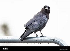 Image result for Ravens Looking Camera