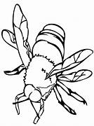 Image result for Cricket British Columbia Insect