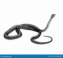 Image result for How to Draw a Black Mamba