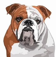 Image result for Exotic Bulldog Illustration
