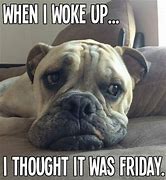 Image result for Funny Thursday Animals
