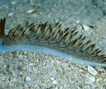 Image result for Aeolid Nudibranch