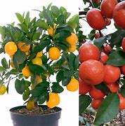 Image result for Indoor Orange Tree Dwarf