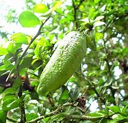 Image result for Lime Green Fruit