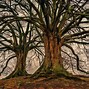 Image result for Windows Tree Background