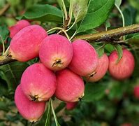 Image result for Large Tree with Small Apple Fruit