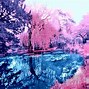 Image result for Pink Trees Desktop