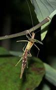 Image result for Two-Spotted Tree Cricket