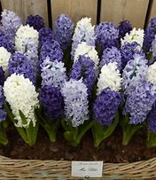 Image result for Hyacinthus Royal Navy