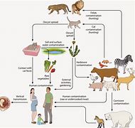 Image result for Toxoplasmosis