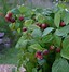 Rubus idaeus YUMMY 的图像结果