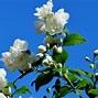 Image result for Jasmine Flower Buds