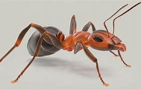 Image result for Ant 3D Model