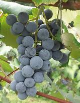 Image result for Concord Grape Wine