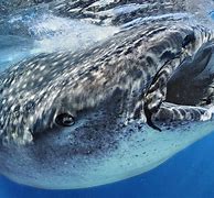 Image result for Biggest Whale Shark
