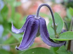 Image result for Clematis Faun