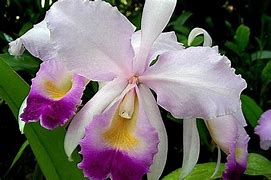 Image result for Main Flower of Colombia