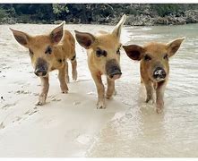 Image result for Exuma Bahamas Pigs Baby