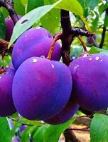 Image result for Fruit Trees