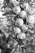 Image result for Healthy Fruits Apple