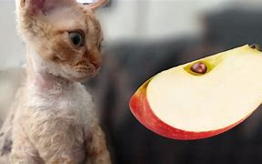 Image result for Cat Kid Little Apple