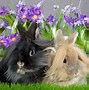 Image result for Colorful Bunny