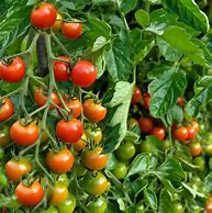 Image result for List of Determinate Tomatoes Varieties