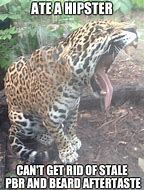 Image result for Funny Jaguar Memes