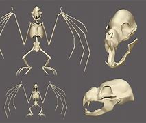 Image result for Bat Skull 3D Print