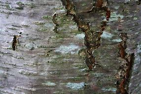 Image result for Black Cherry Tree Bark