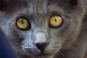 Image result for Egyptian Cat Eye