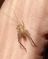 Image result for Baby Cricket in Naples FL