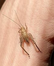 Image result for Baby Cricket Insect