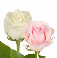 Image result for Pink and White Roses