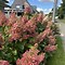 Image result for Hydrangea paniculata Wims Red