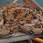 Image result for Biggest Boa Constrictor in the World