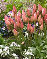 Image result for Tulipa Danique