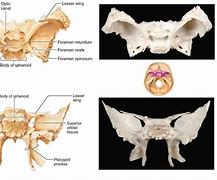 Image result for Sphenoid Bone Anatomy