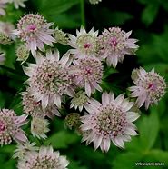 Astrantia major Florence ಗಾಗಿ ಇಮೇಜ್ ಫಲಿತಾಂಶ