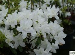 Image result for Rhododendron (AJ) Palestrina