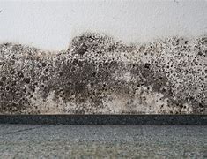 Image result for Mildew Wall