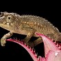 Image result for Stump-Tailed Chameleon Babies