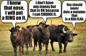 Image result for Pictures of Silly Bulls