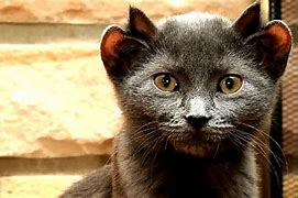 Image result for Cat with 4 Ears