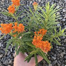 Image result for tuberosa